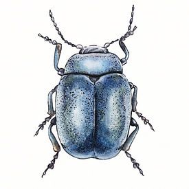 Illustration eines blauen Käfers von Ebelien