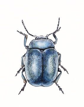 Illustration eines blauen Käfers