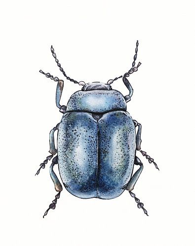 Blue beetle illustration