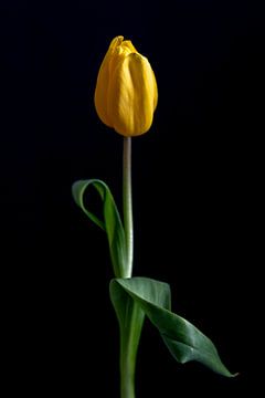 Gelbe Tulpe mit Tau in ruhiger Form von Dennis Lieffering