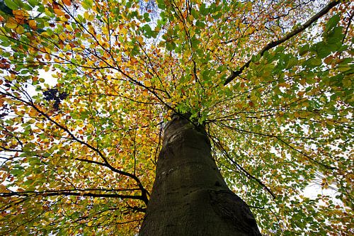 Europäische Buche  (Fagus sylvaticae)