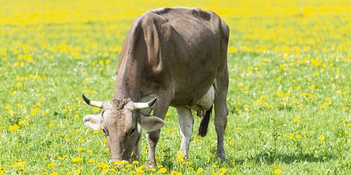 Allgäuer Braunvieh (Bos primigenius taurus), Allgäu, Beieren, Duitsland, Europa