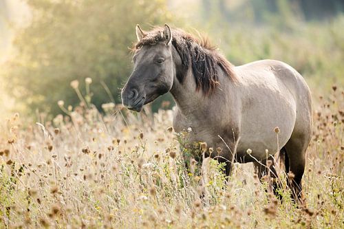 Magnifique cheval konik coriace sous le soleil matinal