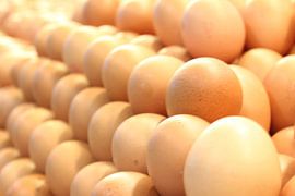 eggs by Ans Anna Lambregts