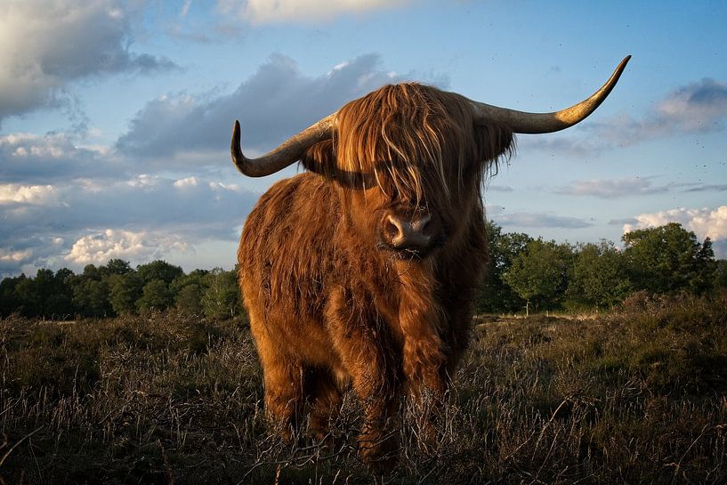 Jonge Schotse Hooglander in avondlicht van Theo Felten