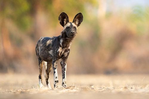 Wilde hond op de uitkijk
