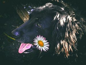 Mischlingshund