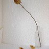 Still life with brown rose in glass bottle by Susan Hol