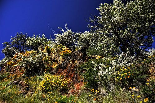 tenerife  met prachtige wildgroei  aan bloemen en boom met helder blauwe lucht