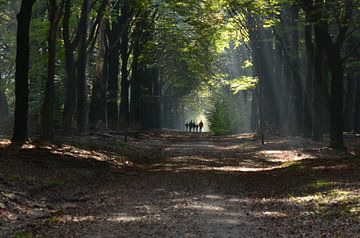 Herfstwandeling van Marian Steenbergen