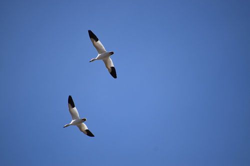 Des oies des neiges au printemps