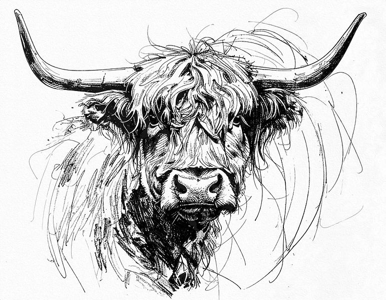 Drawing of Scottish highland cow in black and white by Emiel de Lange