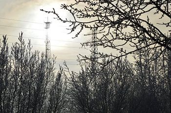 Bäume in der Sonne mit Hintergrundbeleuchtung