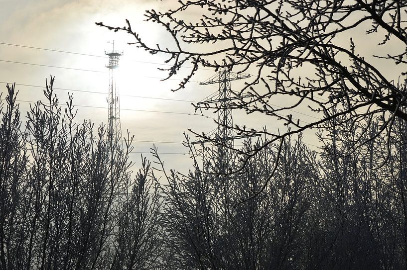 Trees in the sun with backlight by Juliëtte Even