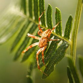 Der stille Jäger - Kampina von Miranda Geerts Art