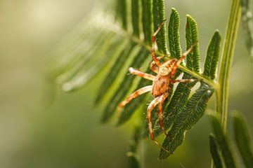 Der stille Jäger - Kampina