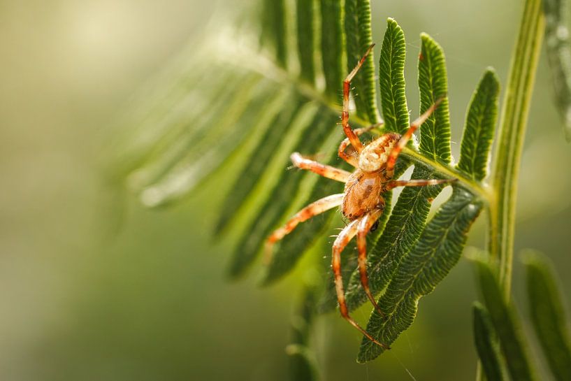 Der stille Jäger - Kampina von Miranda Geerts Art