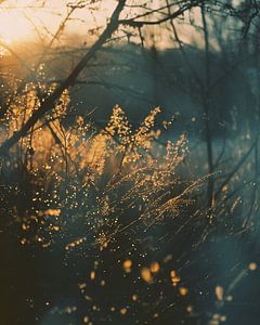 Spaziergang im Morgenlicht