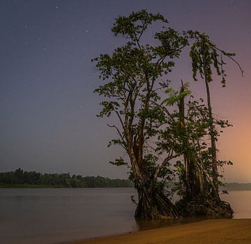 Boom in het donker in de Surinamerivier van Bert Broer