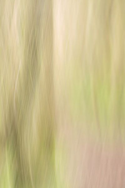 Forest path by Deckfish Pictures