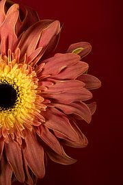 Warme, strahlende Farbtöne einer Blume: Natürliche Wärme als Wanddekoration von Marjolijn van den Berg