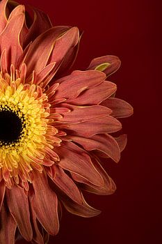 Warme, strahlende Farbtöne einer Blume: Natürliche Wärme als Wanddekoration