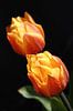 Tulpen met zwarte achtergrond en druppels van Erik Wouters thumbnail