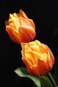 Tulpen met zwarte achtergrond en druppels van Erik Wouters