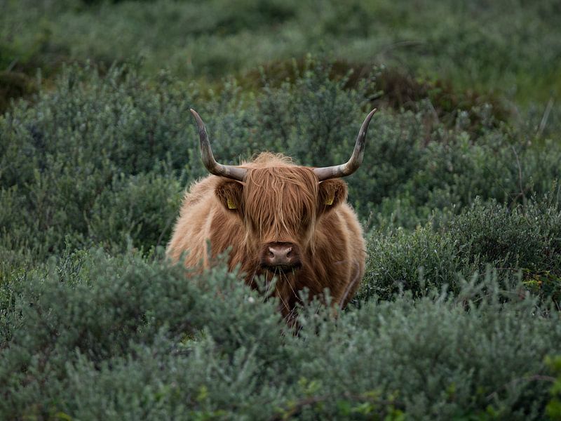 Schotse Hooglander van Patrick Verheij