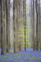 Hallerbos