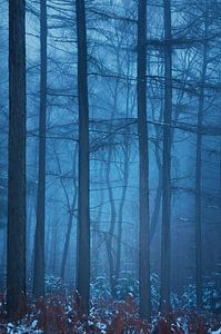 Hoog blauw van LANETfotografie