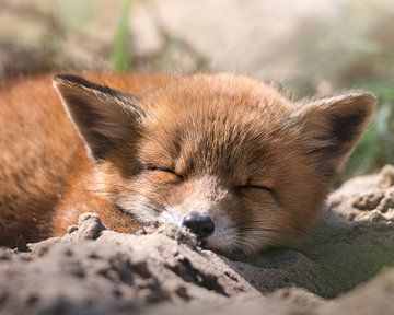 Welp (vos) slaapt in het zonnetje. van Jolanda Aalbers