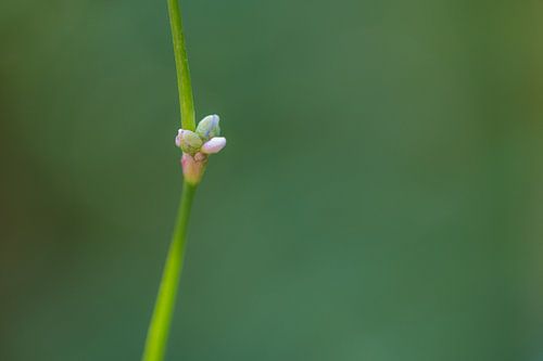 Knopjes