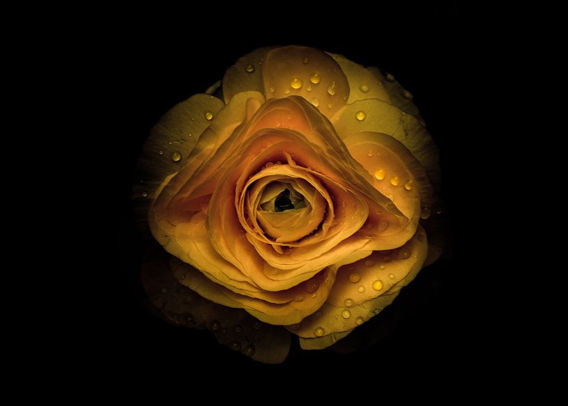 Backyard Flowers No 74 Color Version by The Learning Curve Photography