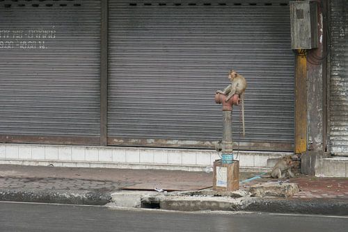 Frecher Affe auf Feuerhydrant