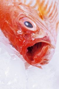 SF00940518 Alfonsino vis op met open bek op ijsblokjes van BeeldigBeeld Food & Lifestyle