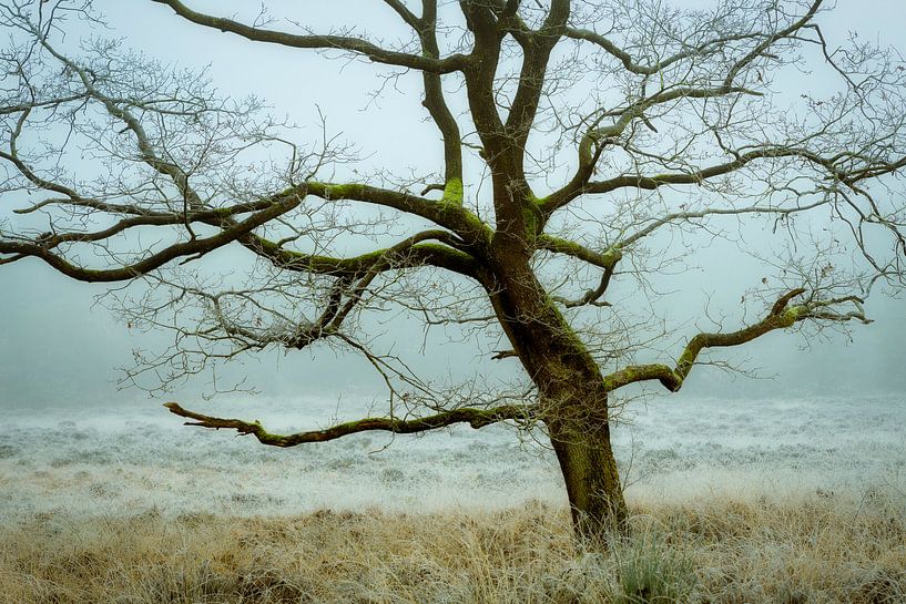Eikeboom in de mist van Peter Bolman