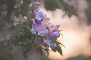 Blumen Teil 442