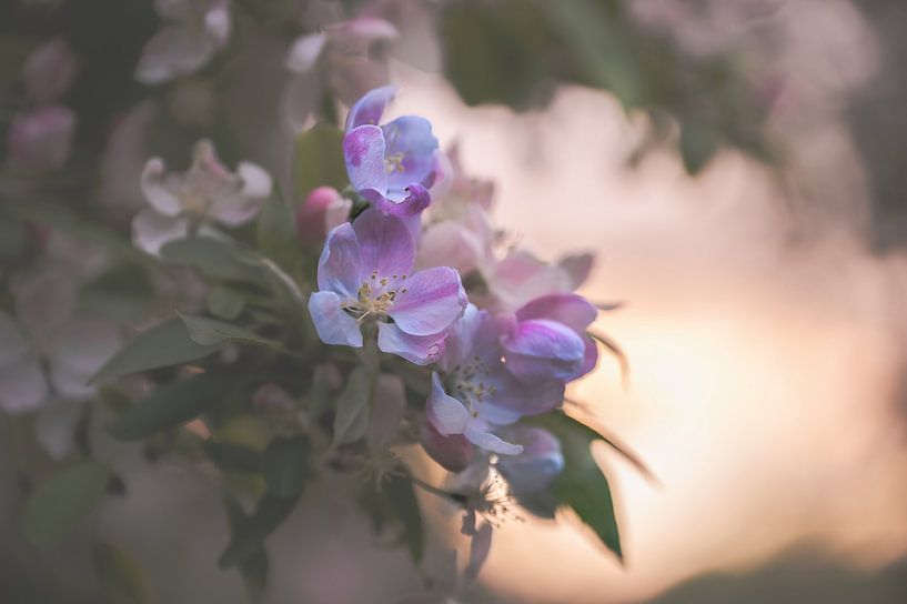 Flowers part 442 by Tania Perneel