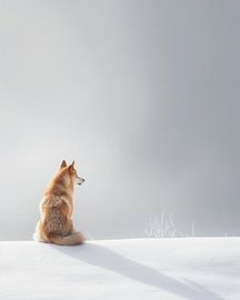 Chien dans la neige