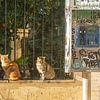 Straatkatten met stijl van Studio Mirabelle