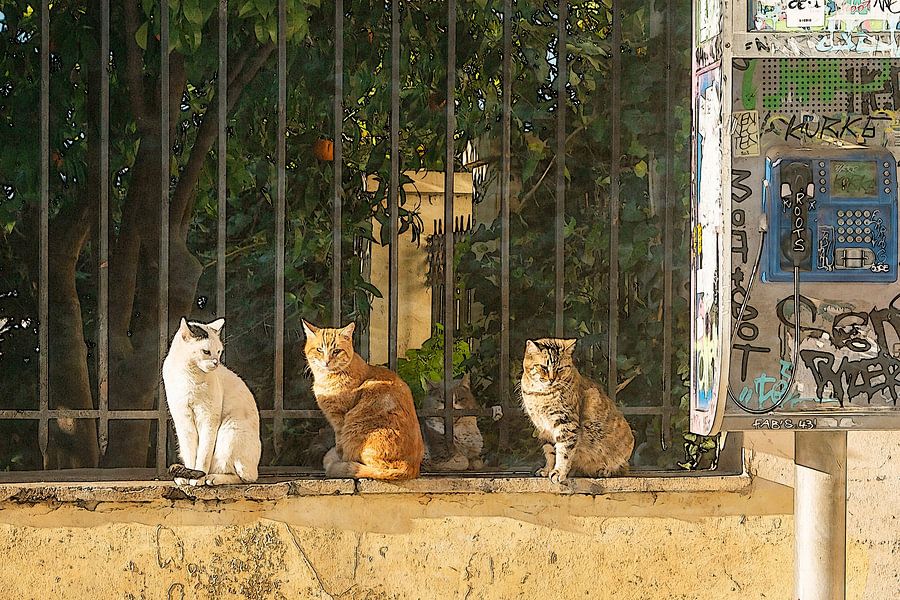 Straatkatten met stijl