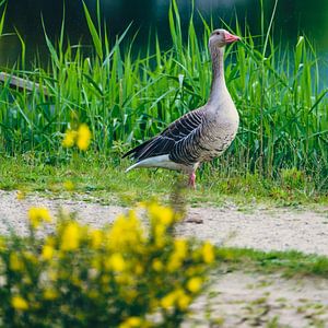 Stolze Gans