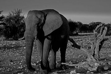 ELEFANT 1 sur Miroslav Ptacek