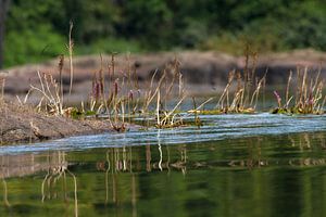 Wasserpflanzen in einem surinamischen Fluss