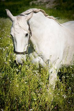 Andalusisch paard (PRE) van Cristel Brouwer
