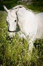 Andalusisch paard (PRE) van Cristel Brouwer thumbnail
