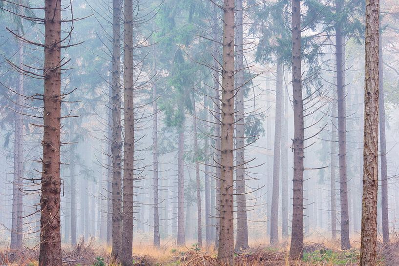 Forêt d'épicéas brumeuse par Francis Dost