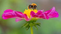 Dahlia Mies and bee