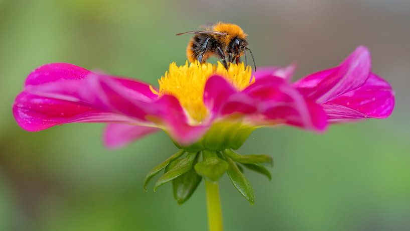 Dahlia Mies and bee by Nicole Jagerman